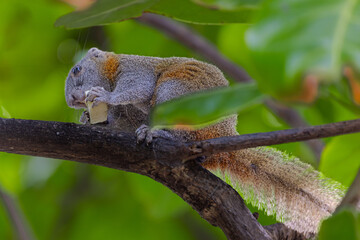 Fototapeta premium Cute little squirrel eating a banana in a tree on Patong beach in the island of Phuket Thailand