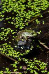 Vibrant Green Frog Sits Calmly on a Rock Amidst Duckweed in a Pond