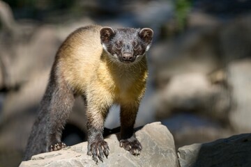 yellow-throated marten