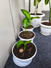 Dieffenbachia indoor, green office, greening the room, fresh greenery, indoor plants