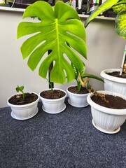 Dieffenbachia indoor, green office, greening the room, fresh greenery, indoor plants