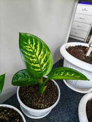 Dieffenbachia indoor, green office, greening the room, fresh greenery, indoor plants