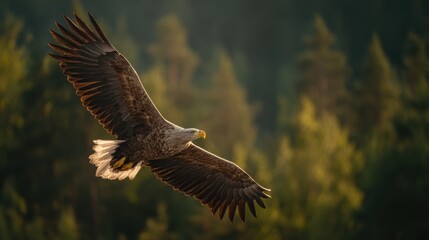Fototapeta premium Majestic eagle soaring through the sky with forested background in natural daylight.