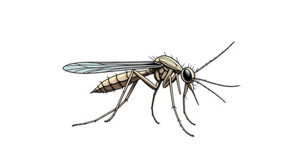 mosquito isolated on white