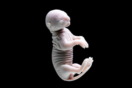 Embryonic development of a feline