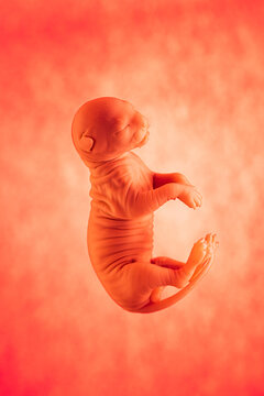 Cat fetus floating against warm red background