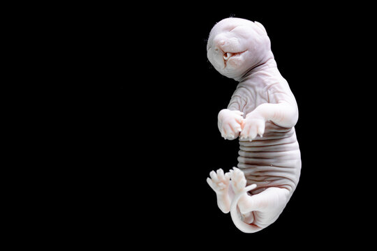 Cat fetus against a black background