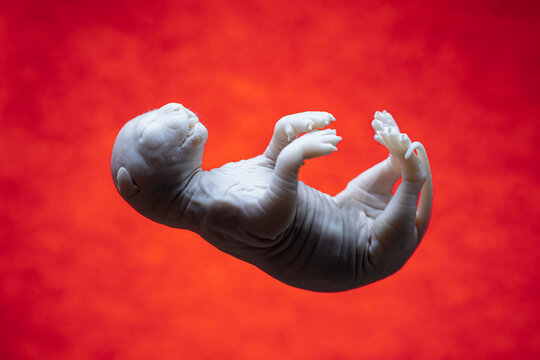 Feline fetus floating against vibrant red background