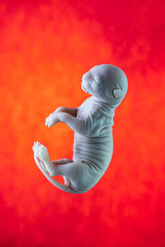 Feline Fetus in Red Background During Gestation