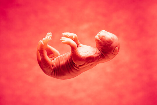 Feline Embryo in Gestation on Vibrant Red Background