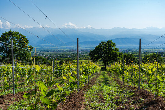 Saperavi grape vineyards in Kakheti wine region landscape