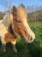 Obraz premium Mini Horse
