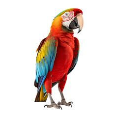 Fototapeta premium Colorful scarlet macaw parrot in full stance isolated on transparent white background png, clipping path