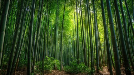 Lush green bamboo forest with tall slender stalks and dense foliage in natural sunlight.