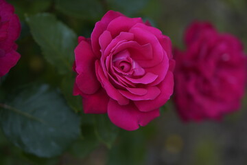 quantum valentine rose and rose buds