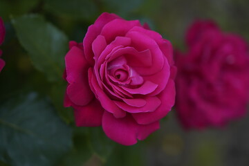quantum valentine rose and rose buds