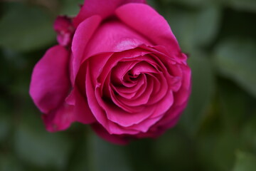 quantum valentine rose and rose buds