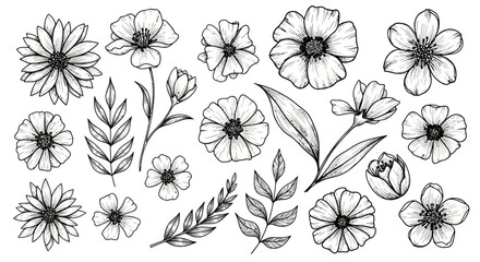 Fototapeta premium Elegant Floral Sketches Botanical Vector Art for Creative Designs and Craft Projects