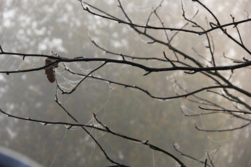 Bare Branches with Dewy Cobwebs – Moody Foggy Forest Morning, Autumn Minimalism and Nature Texture