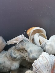 grasshopper, shells, haunted beach, white insect