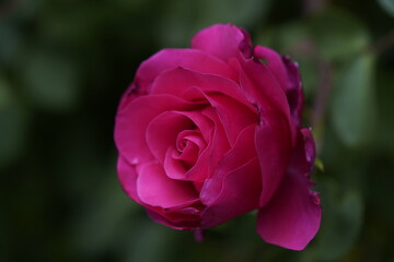 quantum valentine rose and rose buds