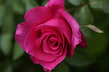 quantum valentine rose and rose buds