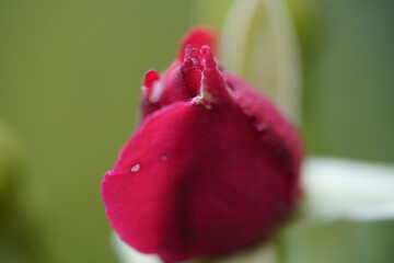 quantum valentine rose and rose buds