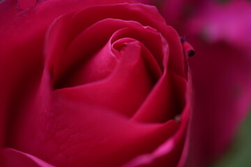 quantum valentine rose and rose buds