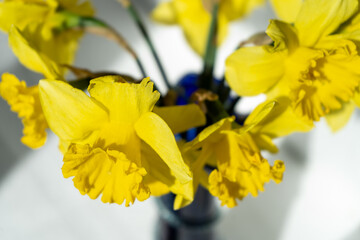Daffodils Yellow Flowers petal floral Bud. Narcissus Flower in vase. Narcissus spring