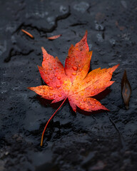 A vibrant autumn maple leaf, covered in dew drops, rests on dark, textured stone.
