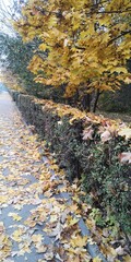 autumn street, fallen autumn leaves, autumn trees, bushes