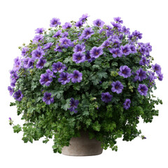 Vibrant purple geranium plant in a pot isolated on transparent background