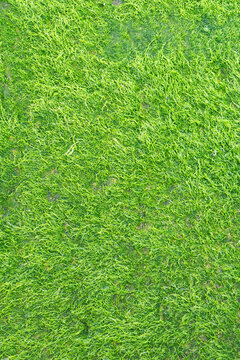 Green moss texture on a natural surface background