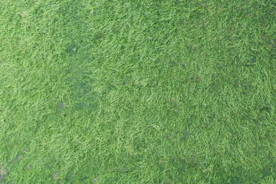 Close-up of a vibrant green moss texture