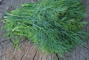 bunch of fresh dill on wooden background
