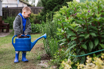A cute boy with a blue watering can is watering plants and flowers in a summer garden outdoors. The concept of gardening and teaching a child to work. © Юлия Клюева