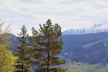 pine trees in the mountains in Zakopane - Lesser Poland - Poland