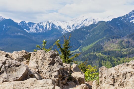 mountain landscape witht rees and snow in Zakopane - Lesser Poland - Poland