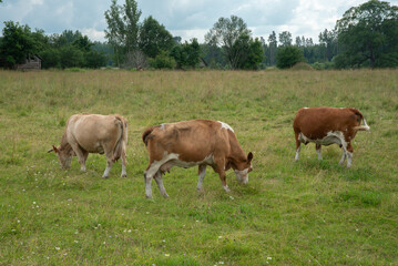 Obraz premium Three cows grazing in a green meadow under a cloudy sky, surrounded by trees and rustic countryside scenery in a calm rural landscape.