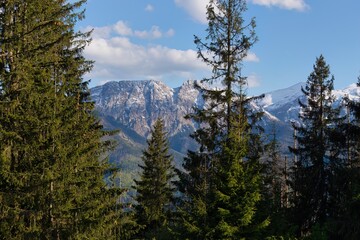 A scenic view of snow-capped mountains framed by tall evergreen trees under a blue sky in Zakopane - Lesser Poland - Poland