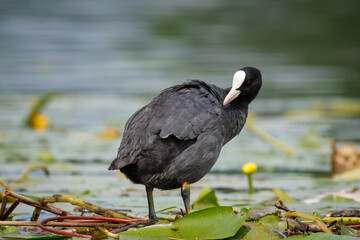 An adult Eurasian Coot stands on its nest, surrounded by green floating leaves, facing the camera on a cloudy summer day.