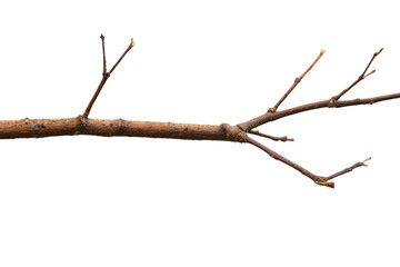 a bird perched on a branch of a tree