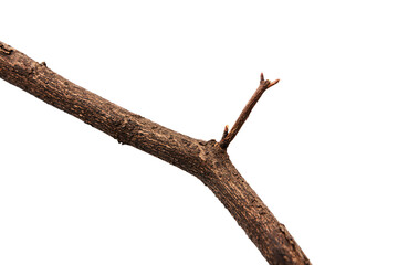 a bird perched on a branch of a tree