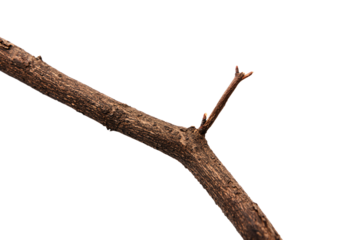 a bird perched on a branch of a tree