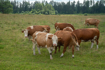 Obraz premium A group of brown and white cows standing and grazing in a green pasture with a forest in the background under a cloudy summer sky.