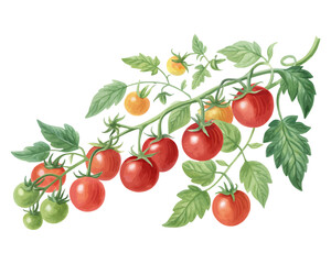 watercolor tomato vine vector illustration isolated on white background