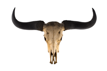 a bull skull with long horns on a white background