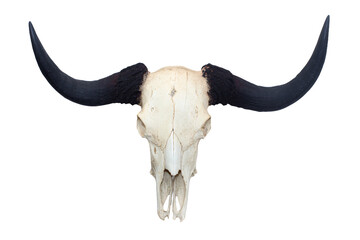 a bull skull with large horns on a white background