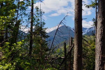 A scenic view of mountains with snow-capped peaks is partially obscured by trees in Zakopane - Lesser Poland - Poland
