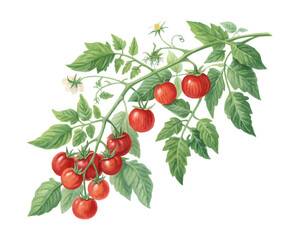 watercolor tomato vine vector illustration isolated on white background © Tanvir Rana